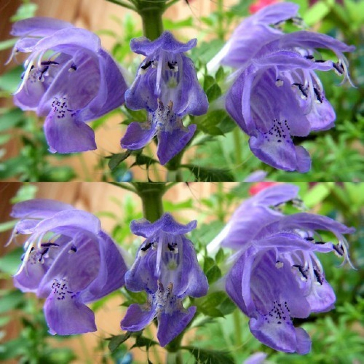 518600-dracocephalum-moldavicum-blue-dragon