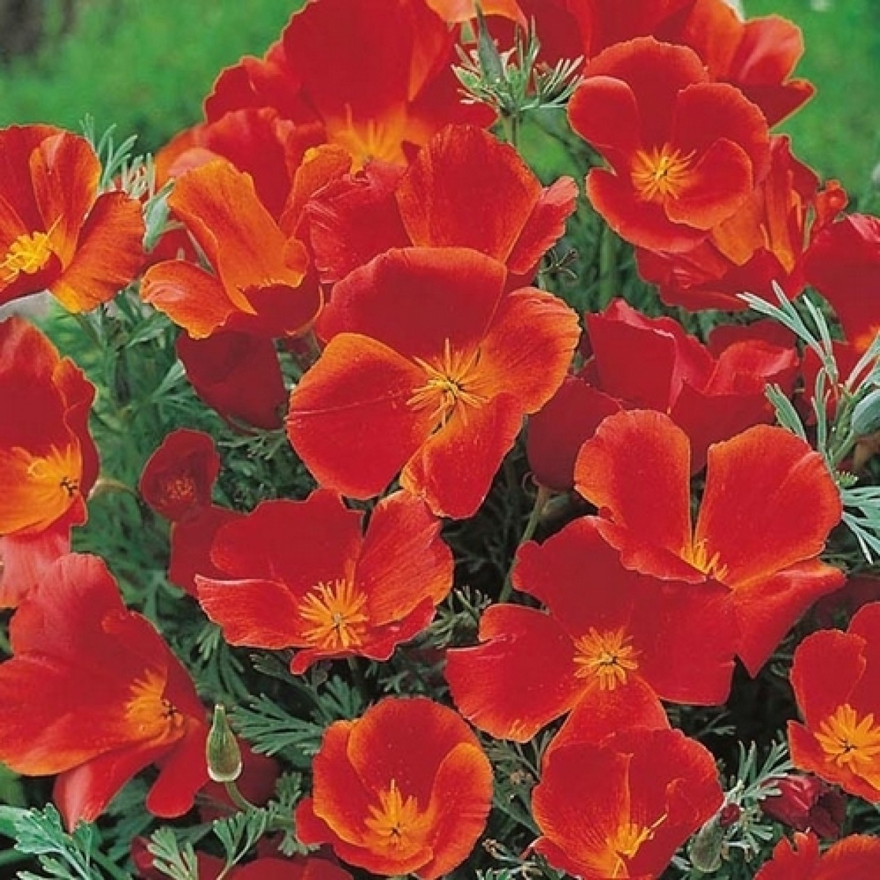 519100-eschscholzia-californica-red-chief