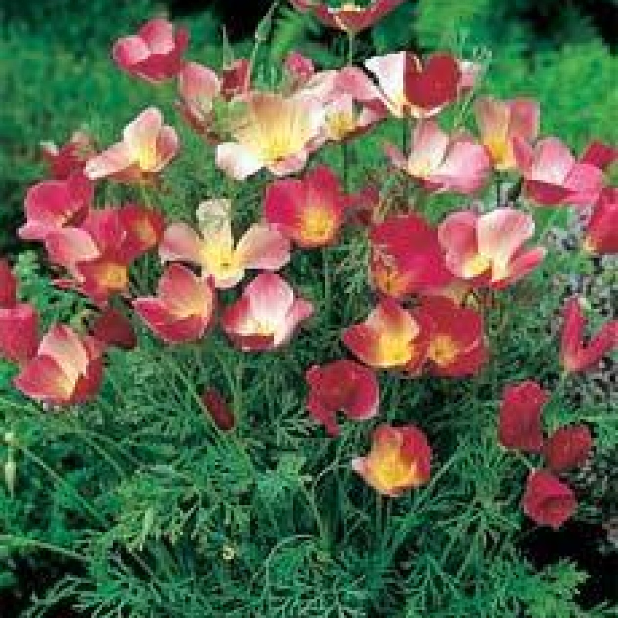 519130-eschscholzia-californica-carmine-king