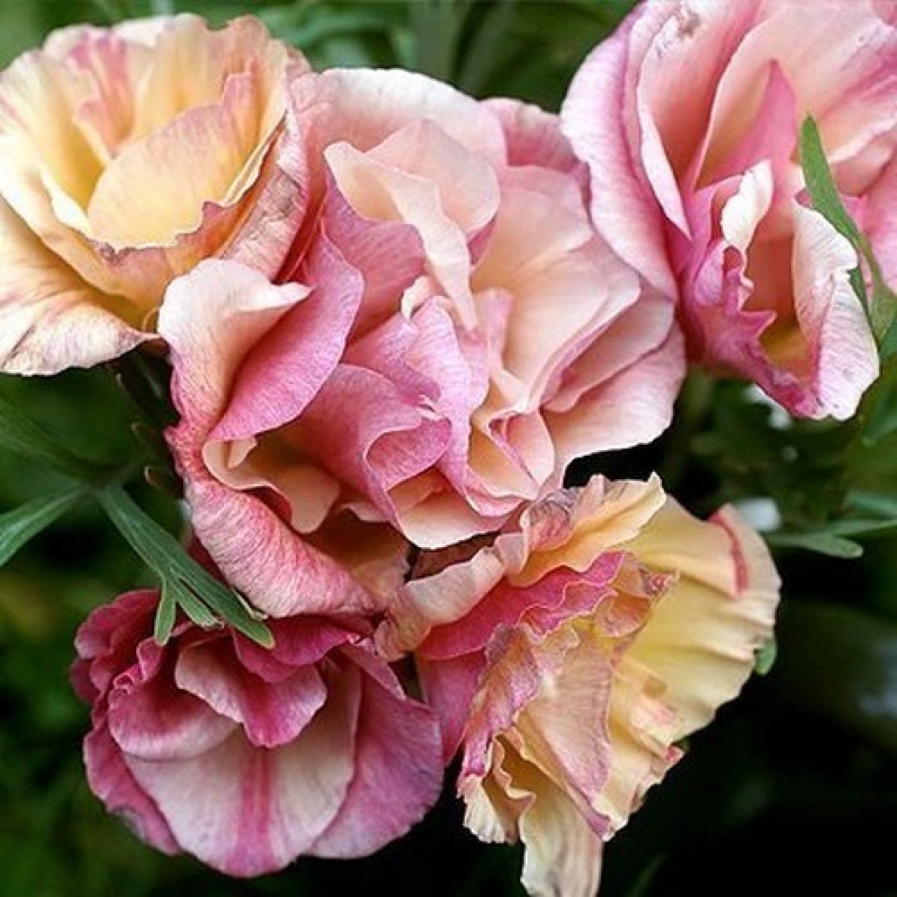 519310-eschscholzia-californica-rosa-romantica
