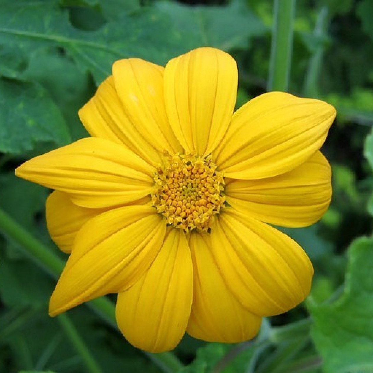 558304-tithonia-rotundifolia-yellow-torch