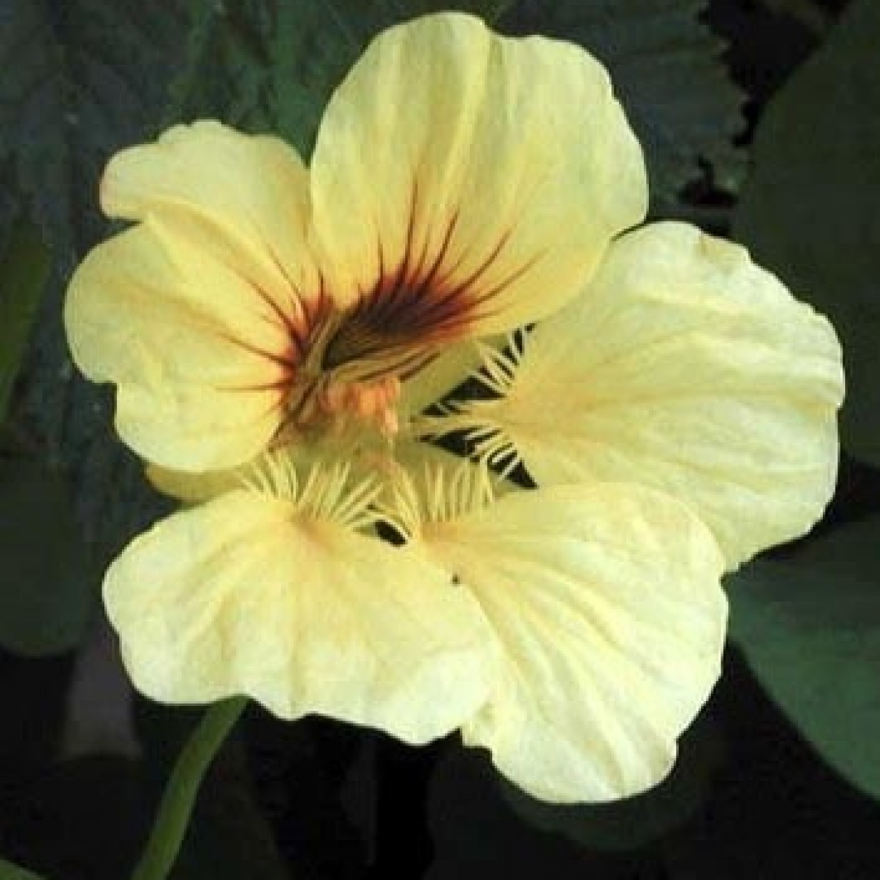 559097-tropaeolum-nanum-top-flowering-single-type-whirlybird-cream