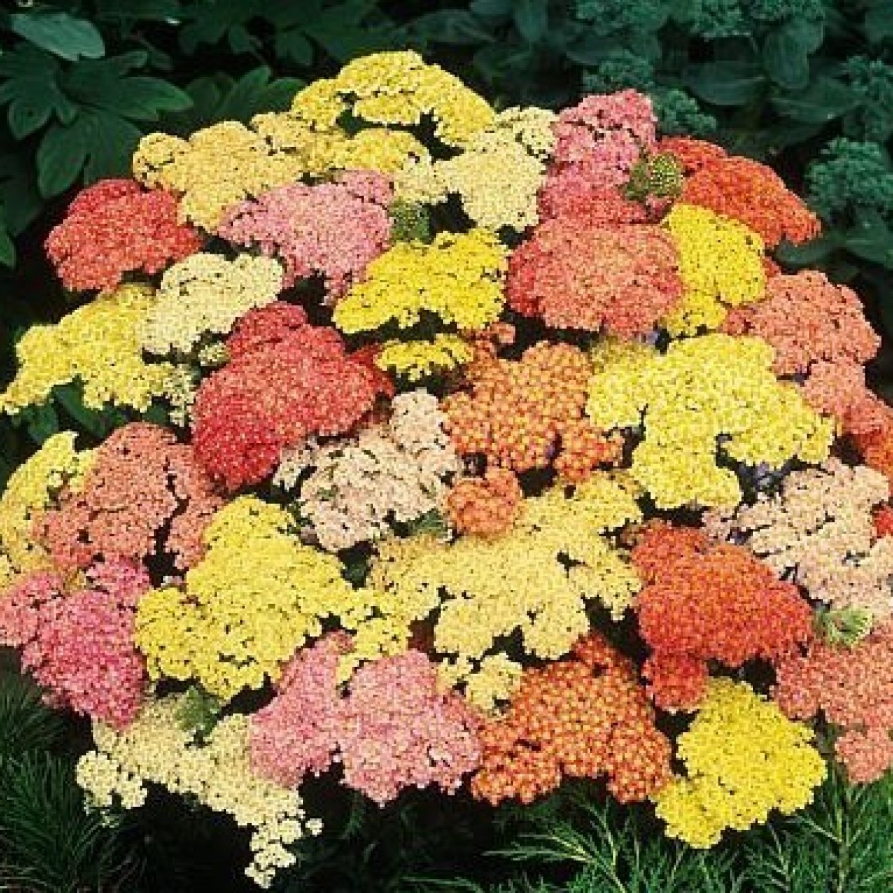 571600-achillea-millefolium-summer-pastels-f2-summer-berries