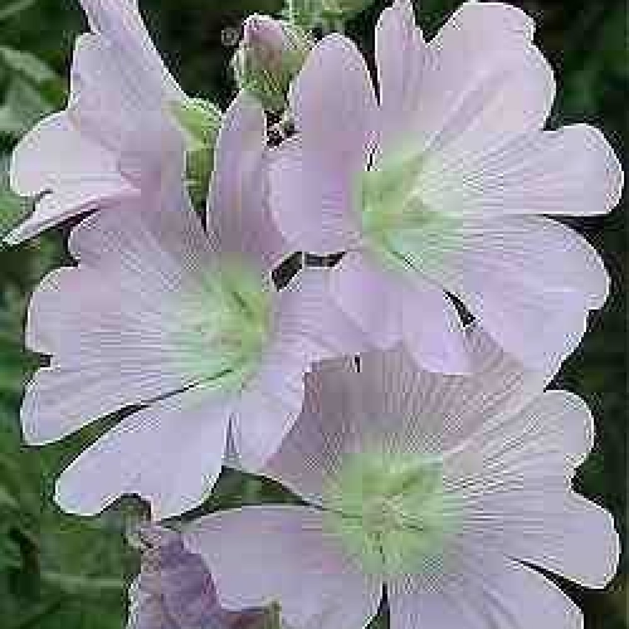 572270-alcea-pallida