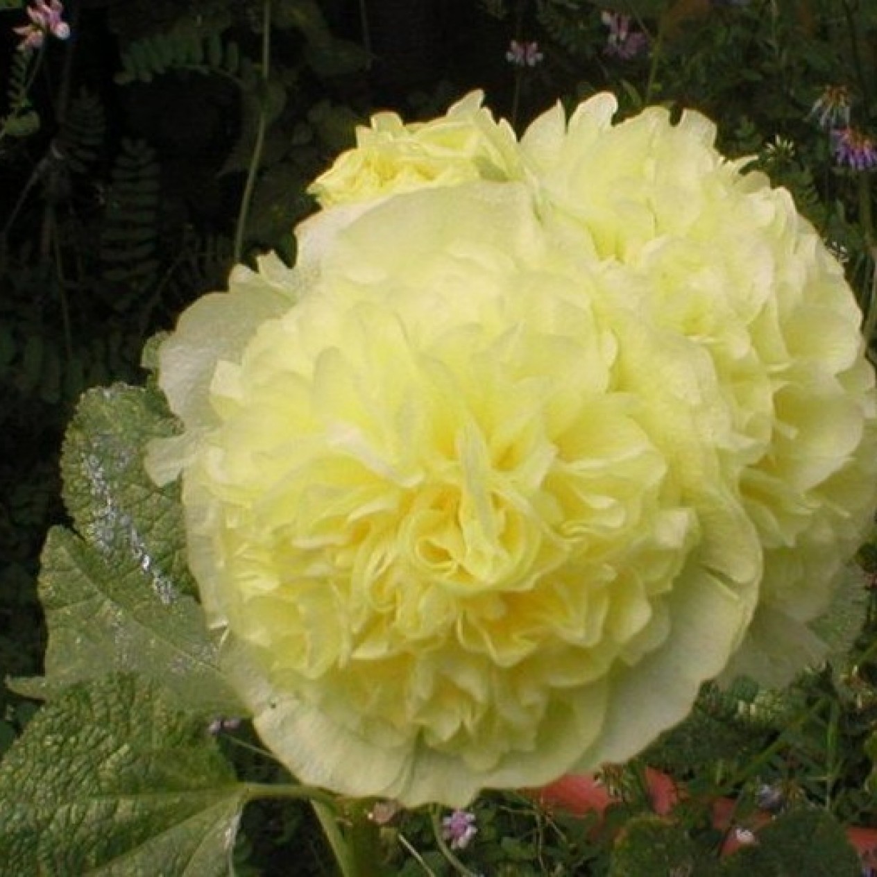 572310-alcea-rosea-chaters-goudgeel
