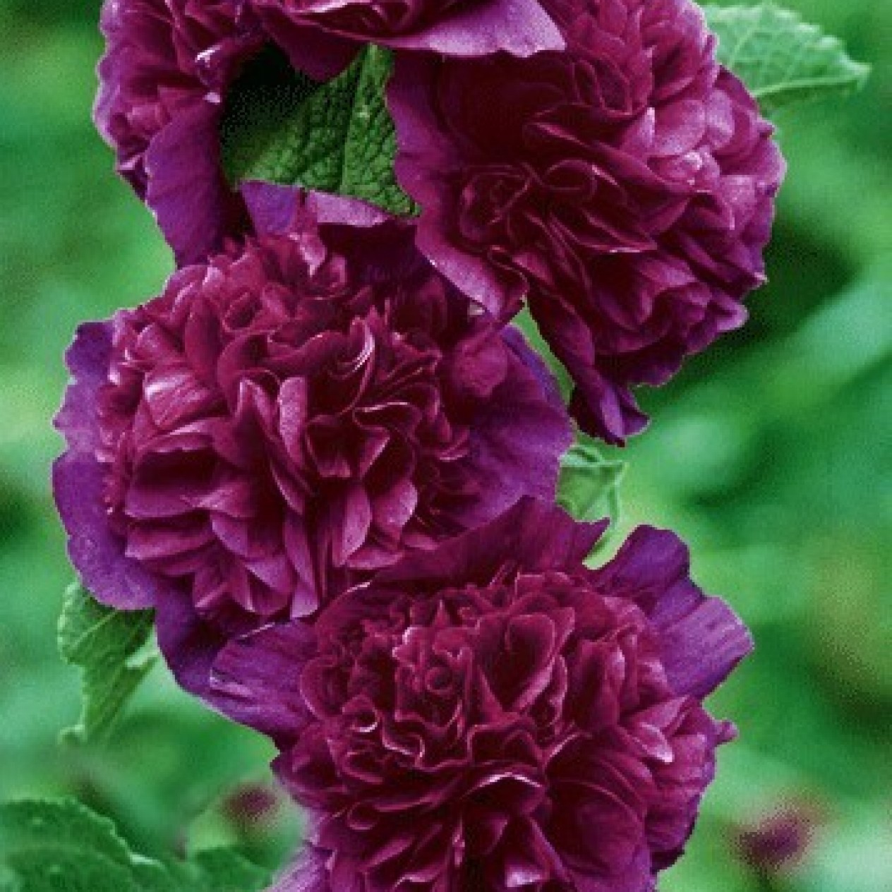 572350-alcea-rosea-chaters-maroon