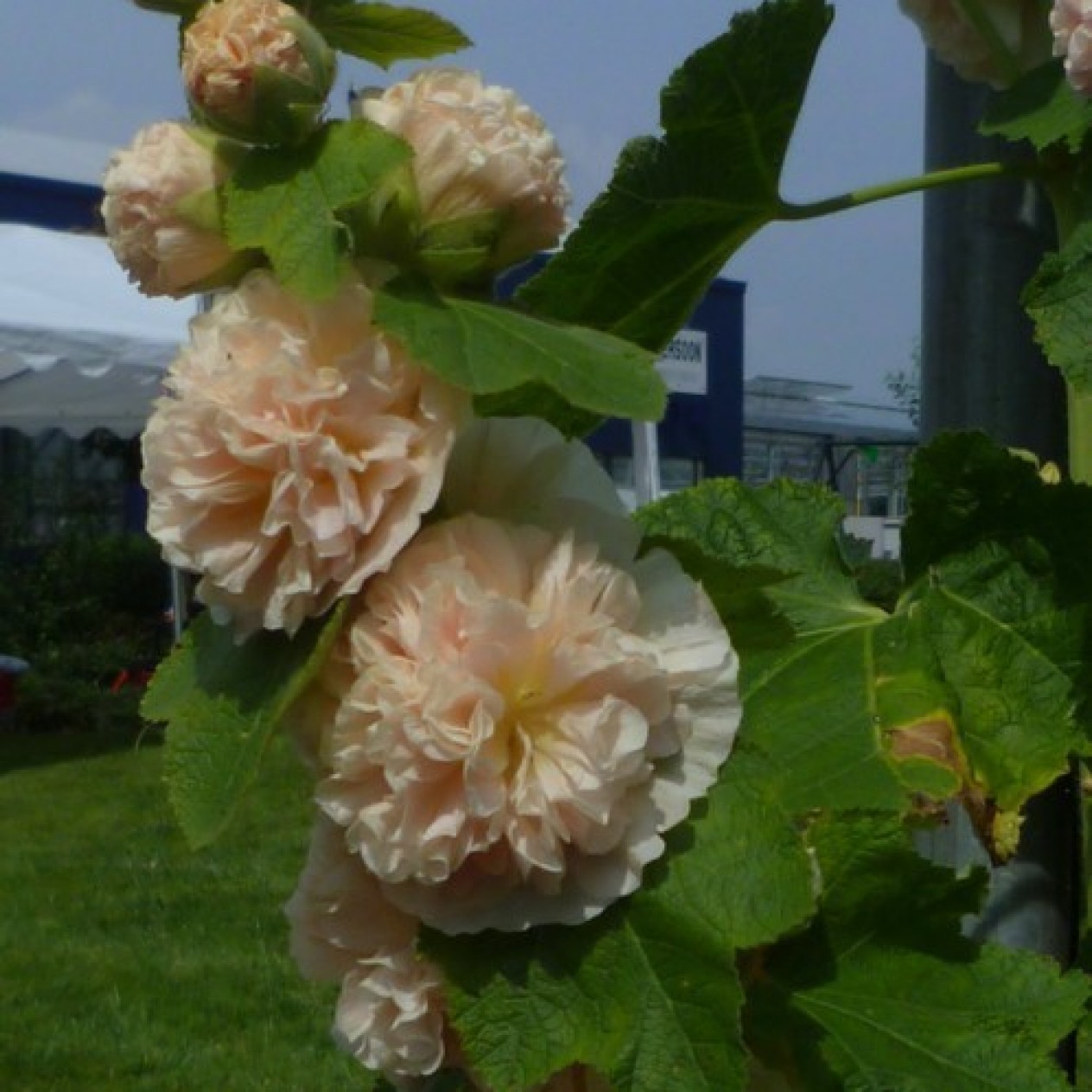 572370-alcea-rosea-chaters-zalm-peaches-dreams