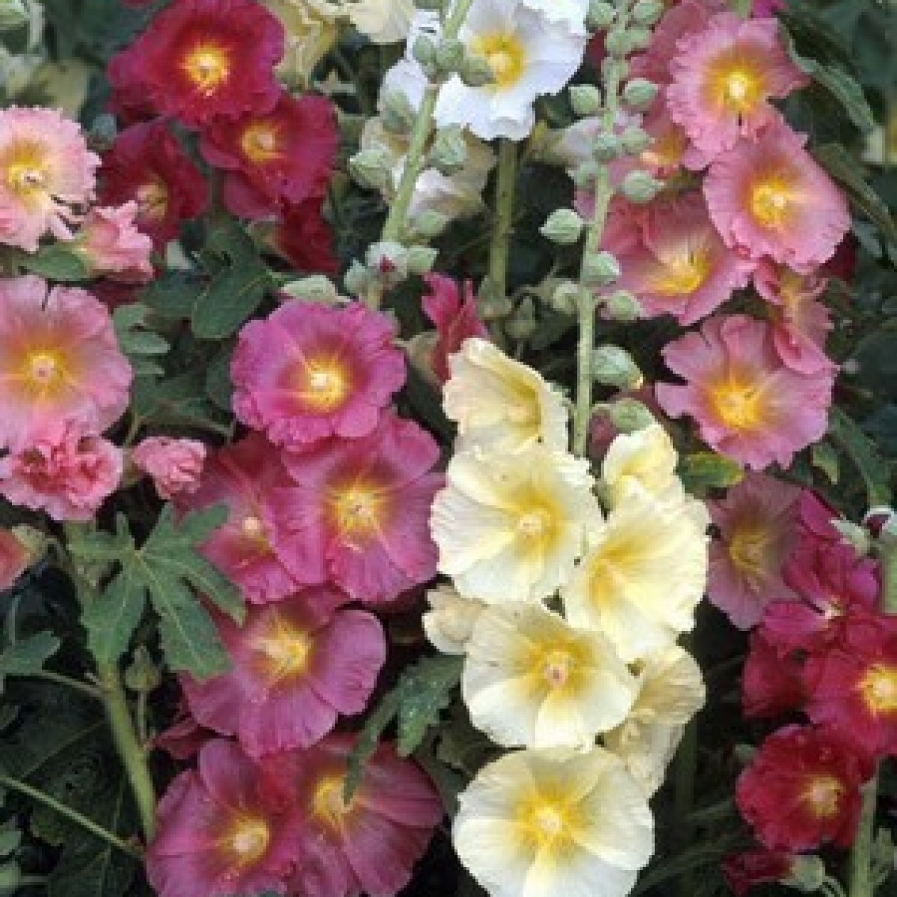 572500-alcea-rosea-giant-single-mixed