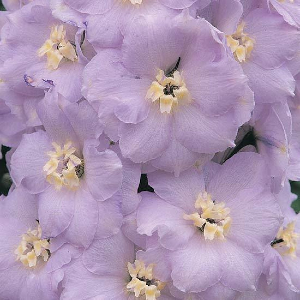 583530-delphinium-hybride-guinevere