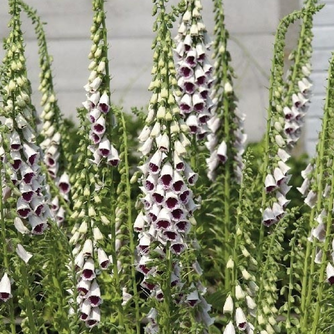 585590-digitalis-purpurea-pam-choice