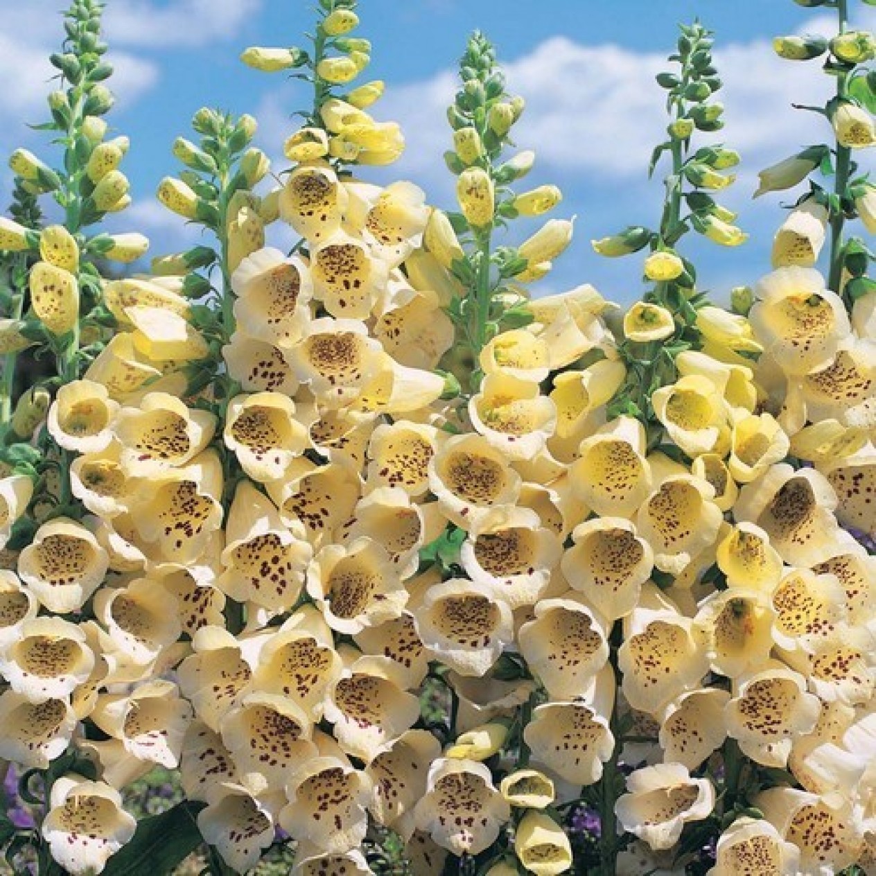 585600-digitalis-purpurea-primrose-carousel