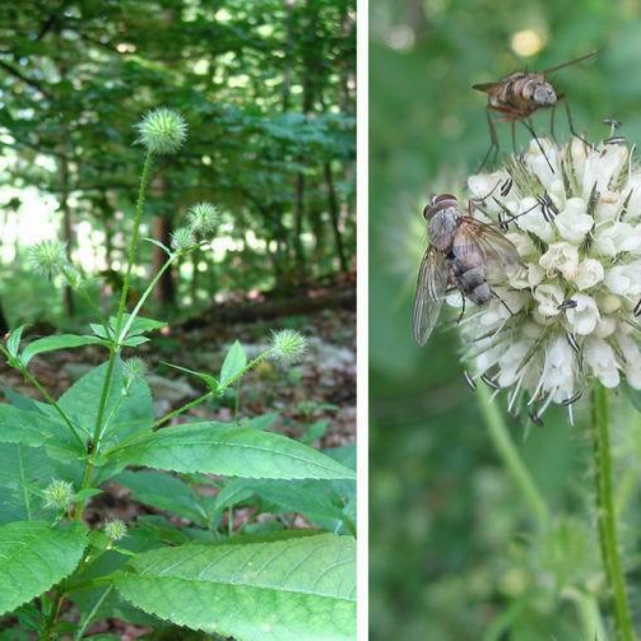 585790-dipsacus-pilosus