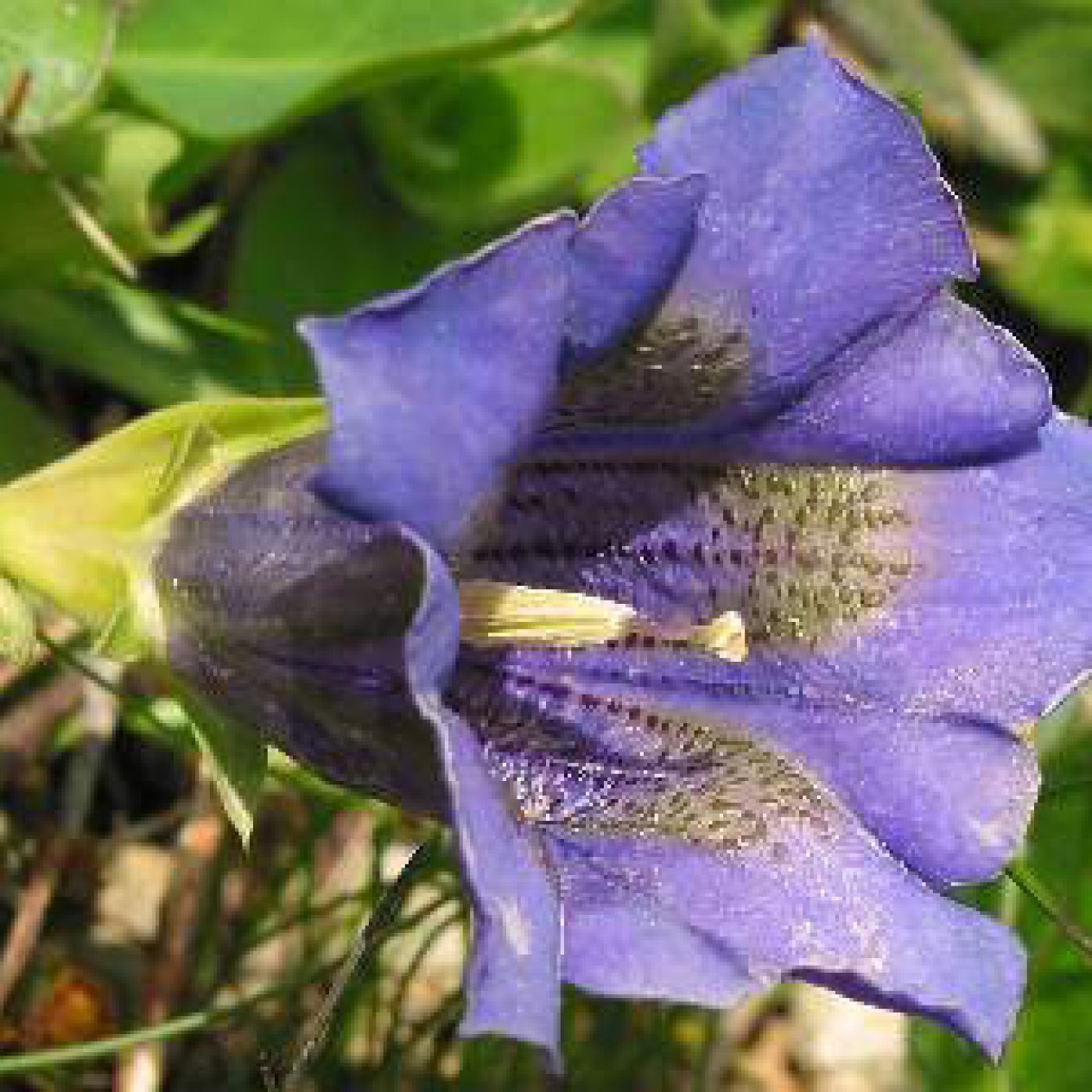 588400-gentiana-acaulis