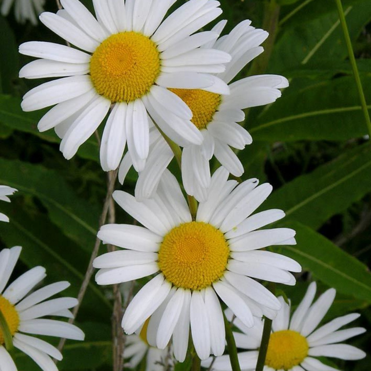 594600-leucanthemum-vulgare