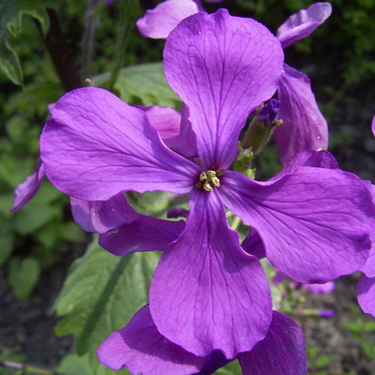 596200-lunaria-annua-purperviolet