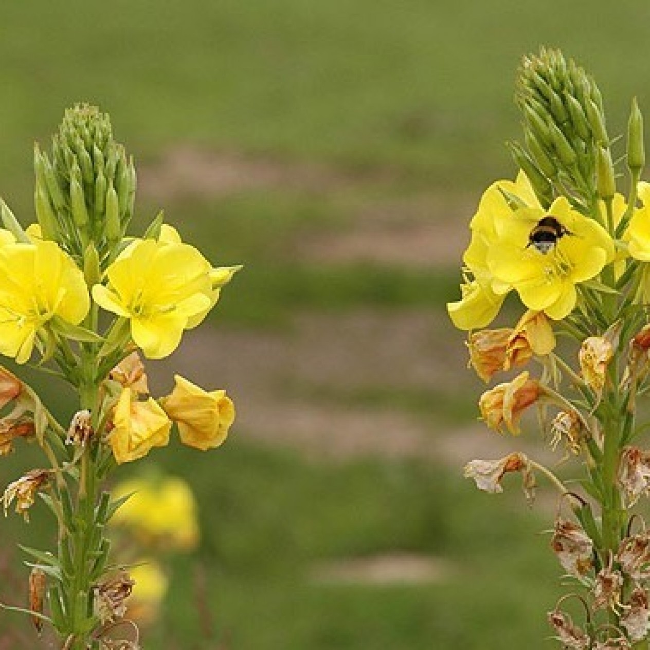 598800-oenothera-biennis