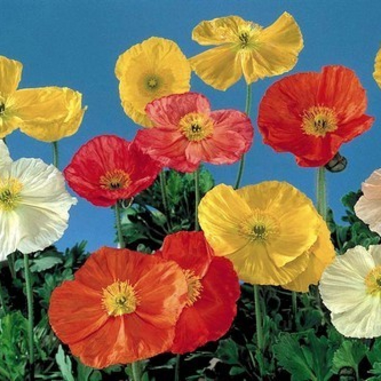 599500-papaver-nudicaule-mixed-artist-glory