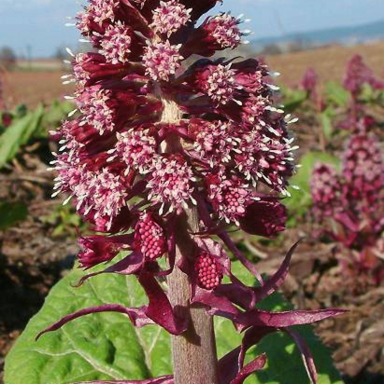 599851-petasites-hybridus