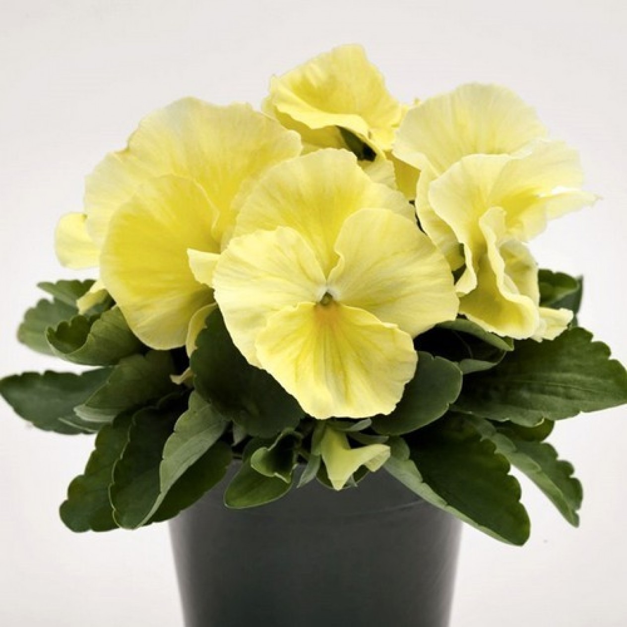 607950-viola-wittrockiana-hybriden-inspire-plus-lemon