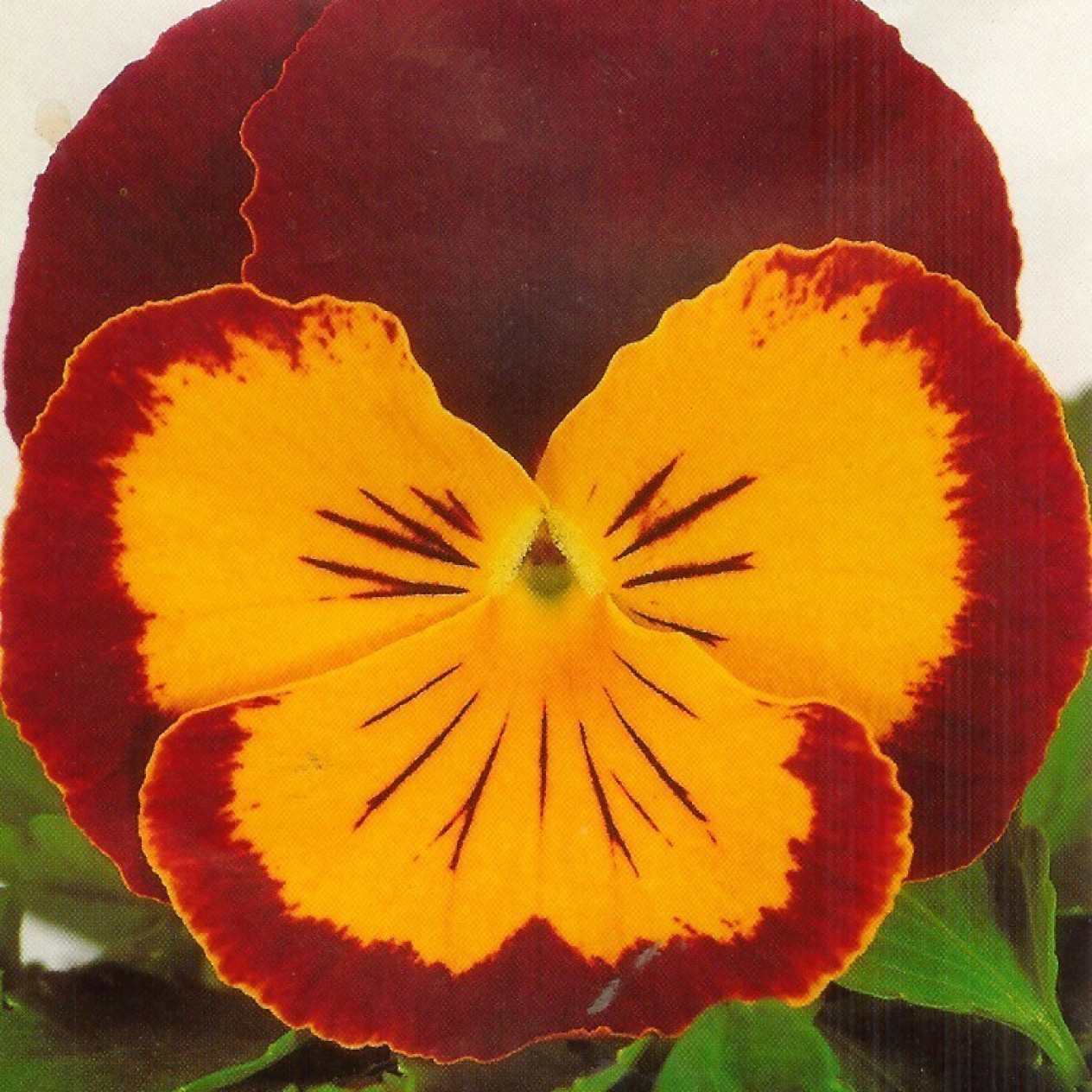 608060-viola-wittrockiana-hybriden-joker-rot-gold-f2