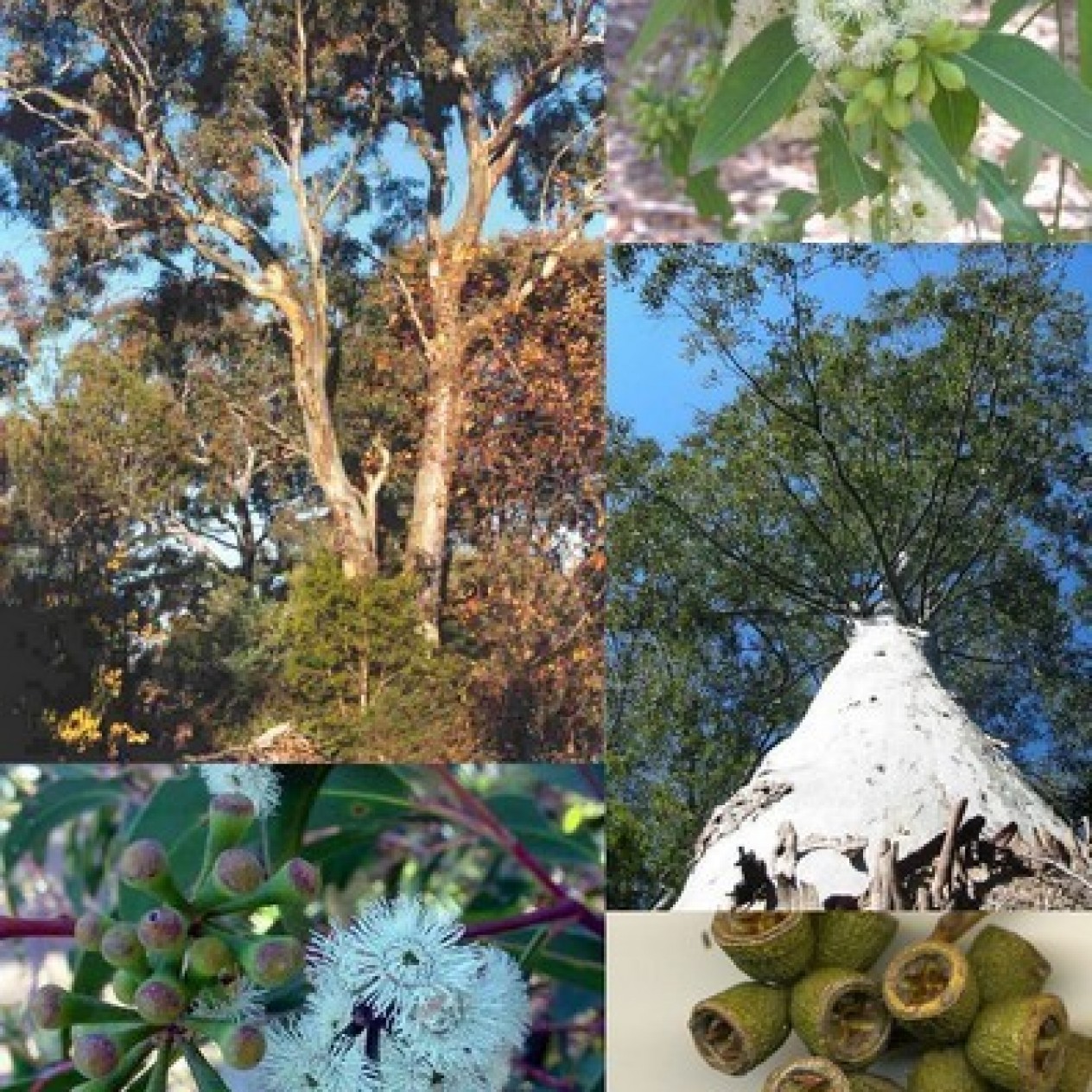 643596-eucalyptus-temperate-mix