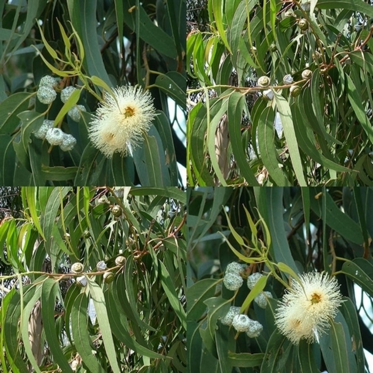 643800-eucalyptus-globulus