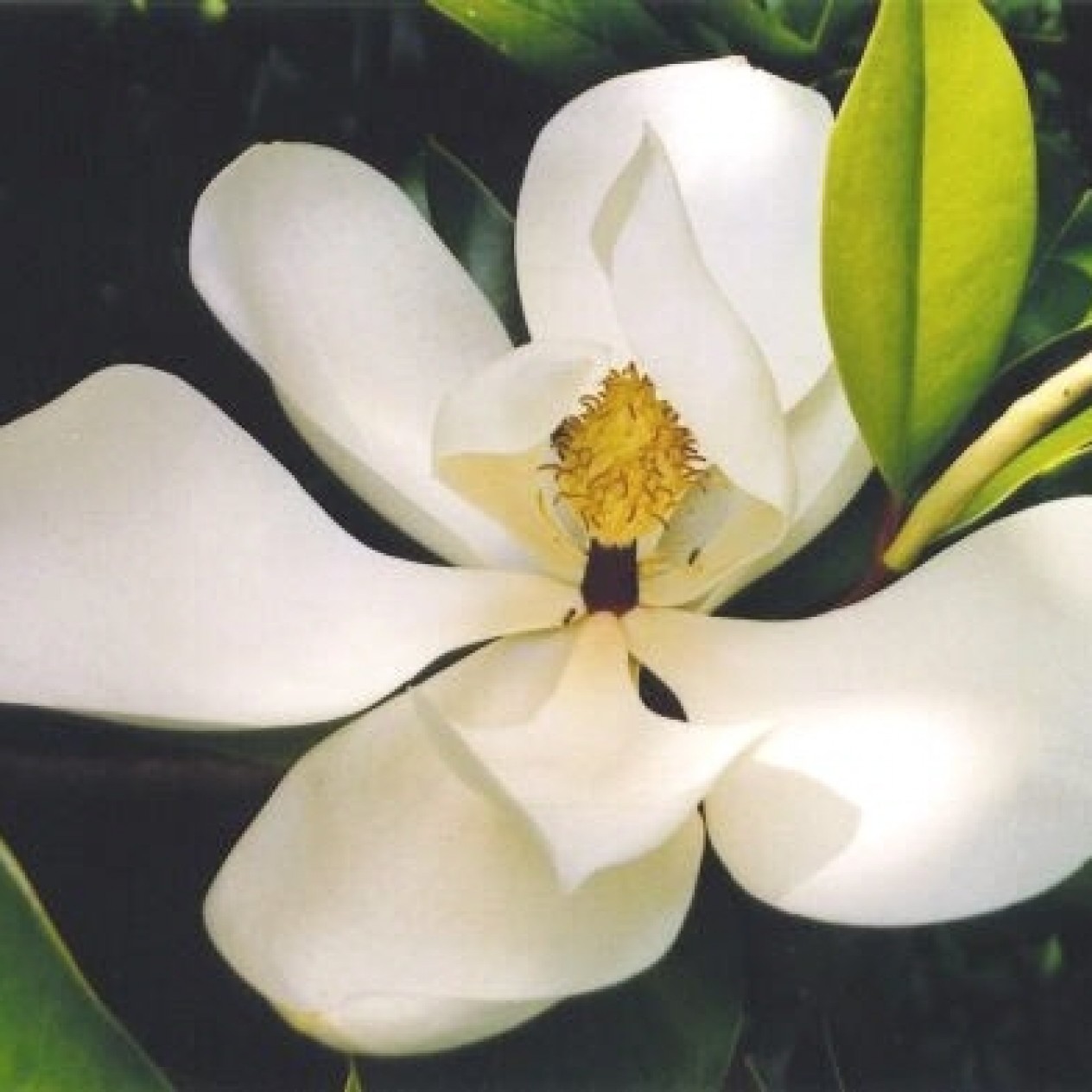 652100-magnolia-grandiflora-denudata