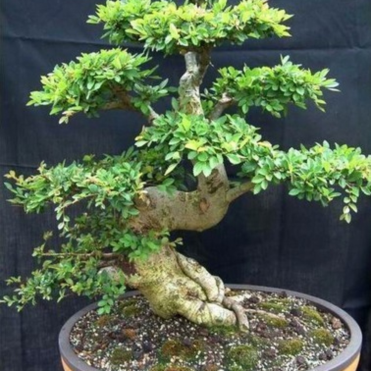 652730-ulmus-parvifolia