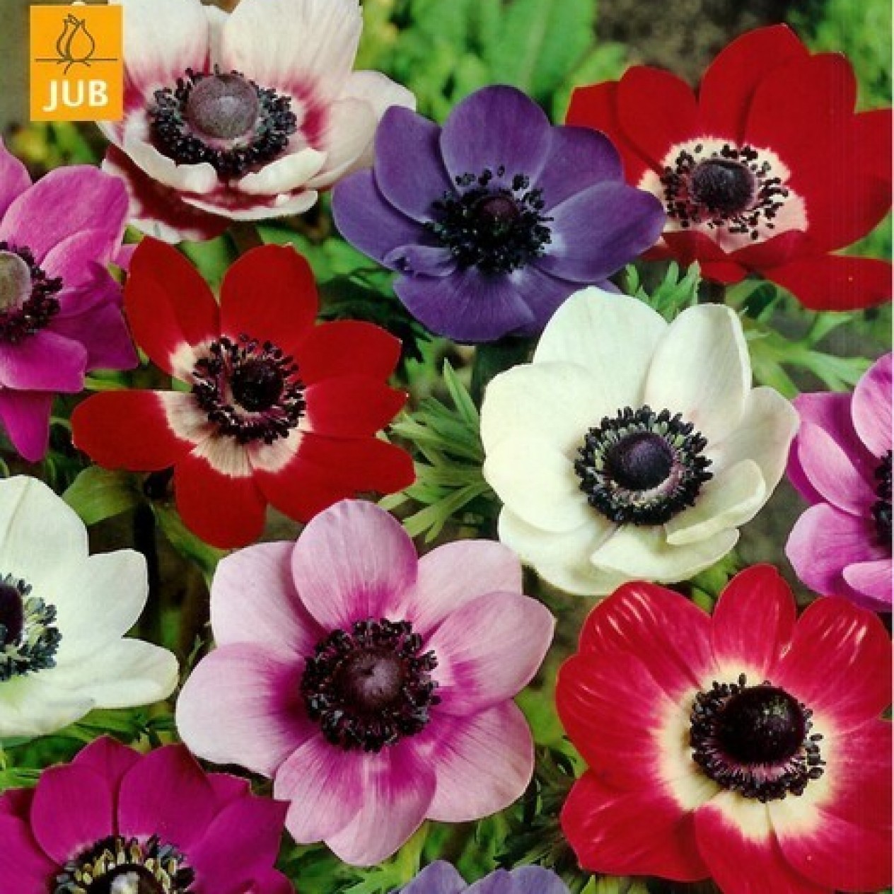 702050-anemone-coronaria-single-mixed