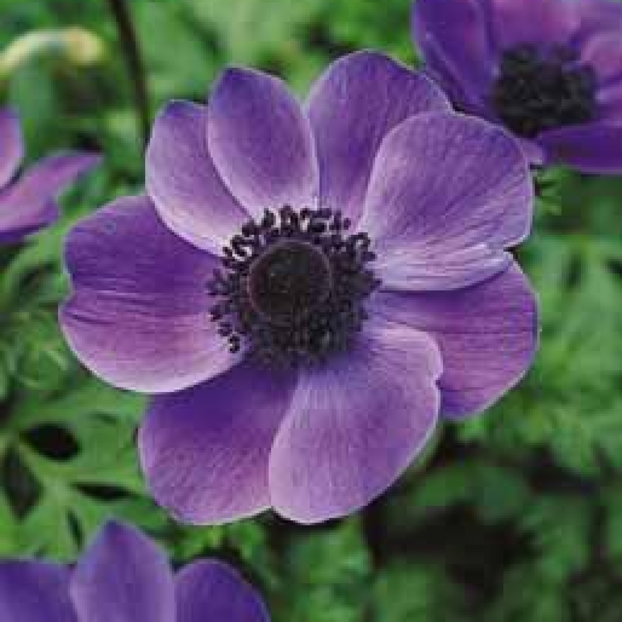 702100-anemone-coronaria-mr-fokker