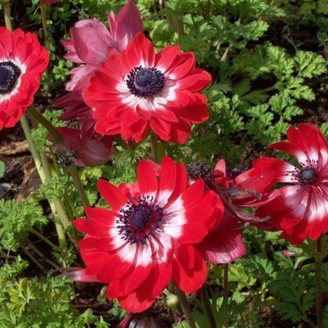 702245-anemone-coronaria-the-governor