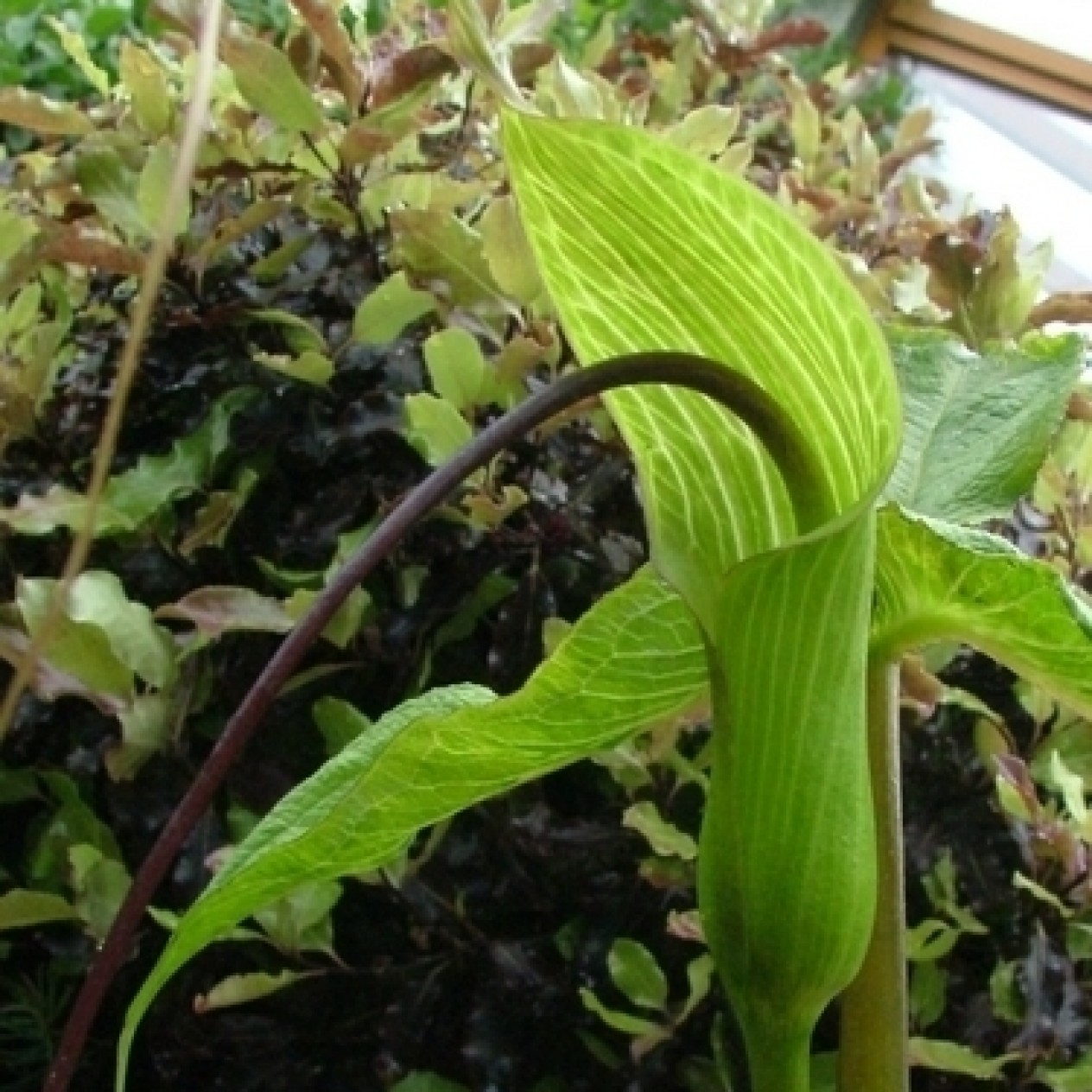 702334-arisaema-intermedium