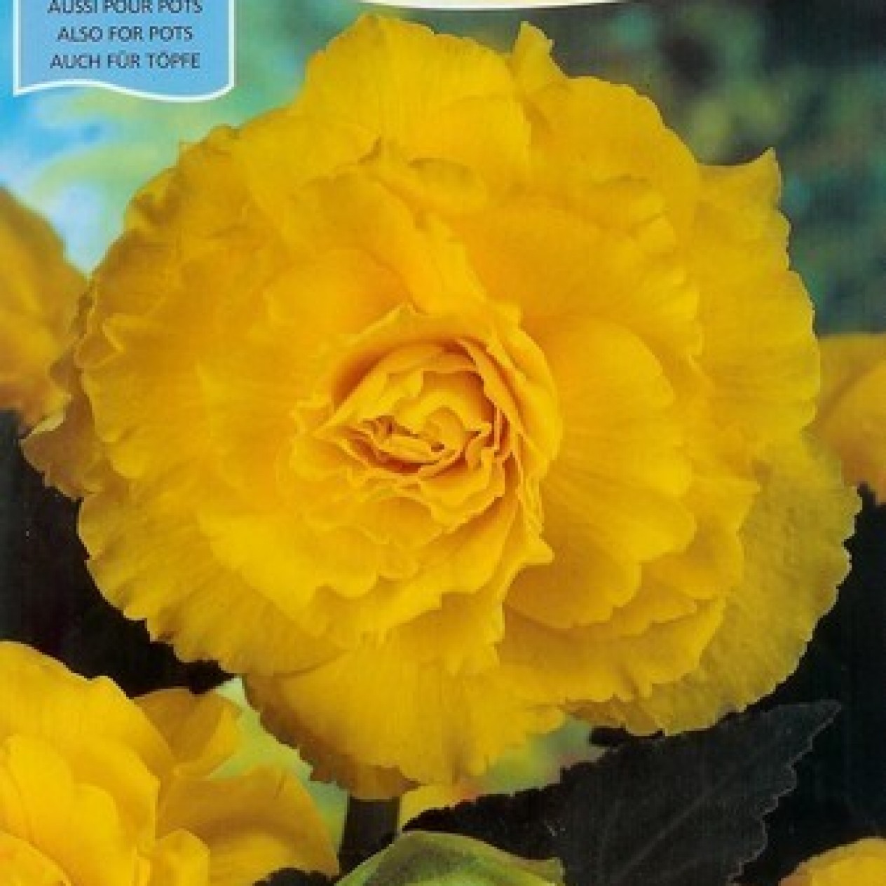702500-begonia-tuberhybrida-grandiflora-yellow
