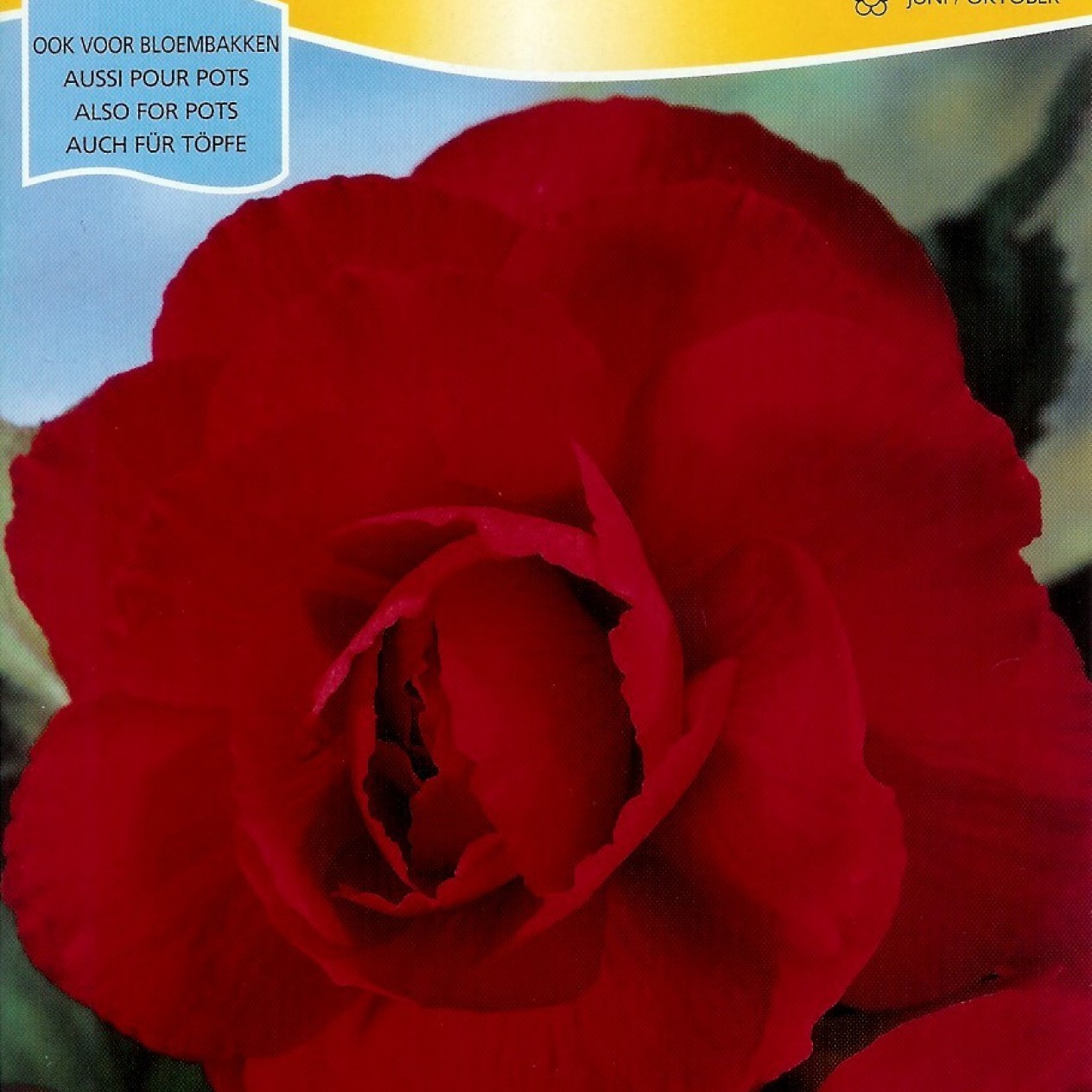 702600-begonia-tuberhybrida-grandiflora-red