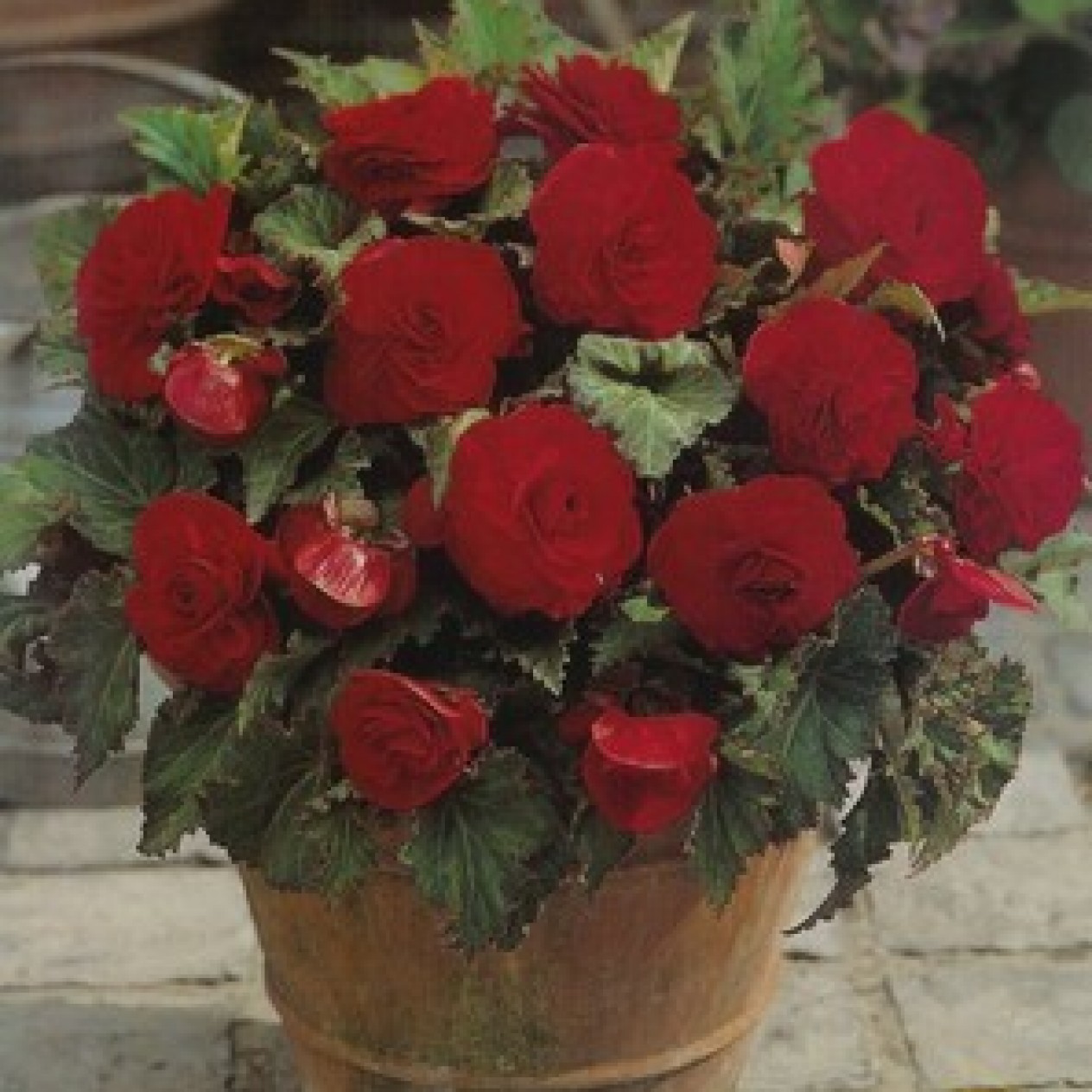 702860-begonia-tuberhybrida-multiflora-maxima-non-stop-rood