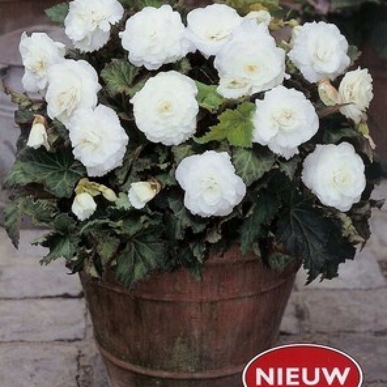 702880-begonia-tuberhybrida-multiflora-maxima-non-stop-wit