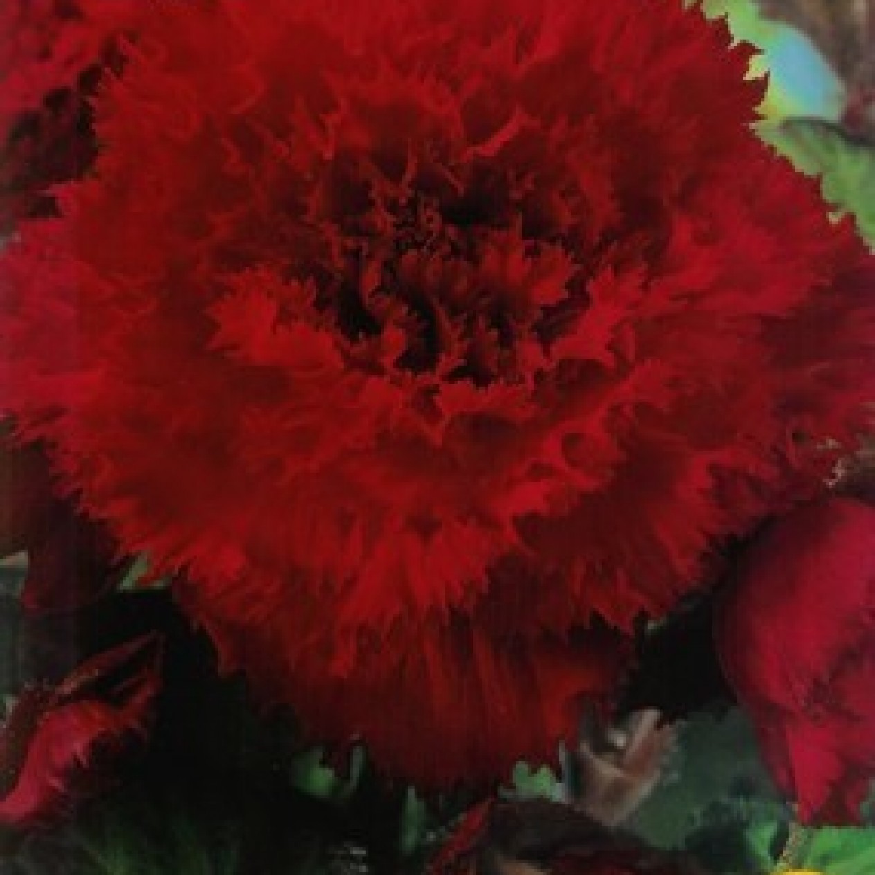 703450-begonia-tuberhybrida-grandiflora-fimbriata-rood