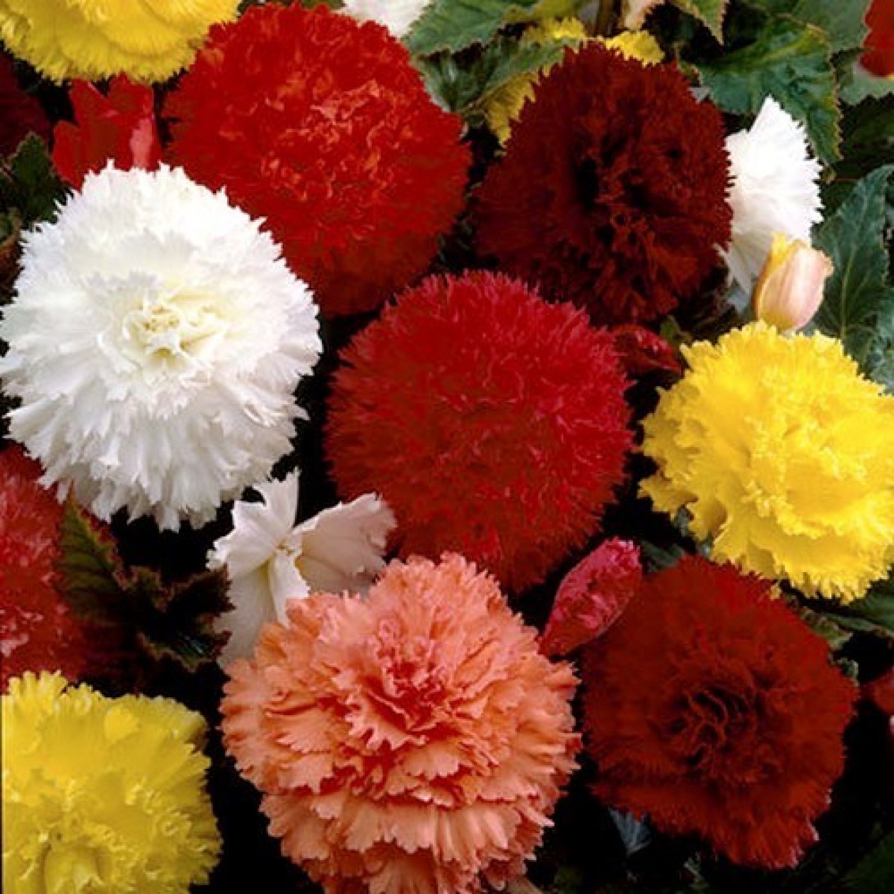 703560-begonia-tuberhybrida-grandiflora-fimbriata-mix