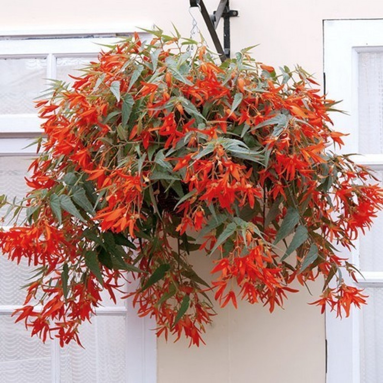 703912-begonia-tuberhybrida-bertinii-boliviensis-santa-cruz