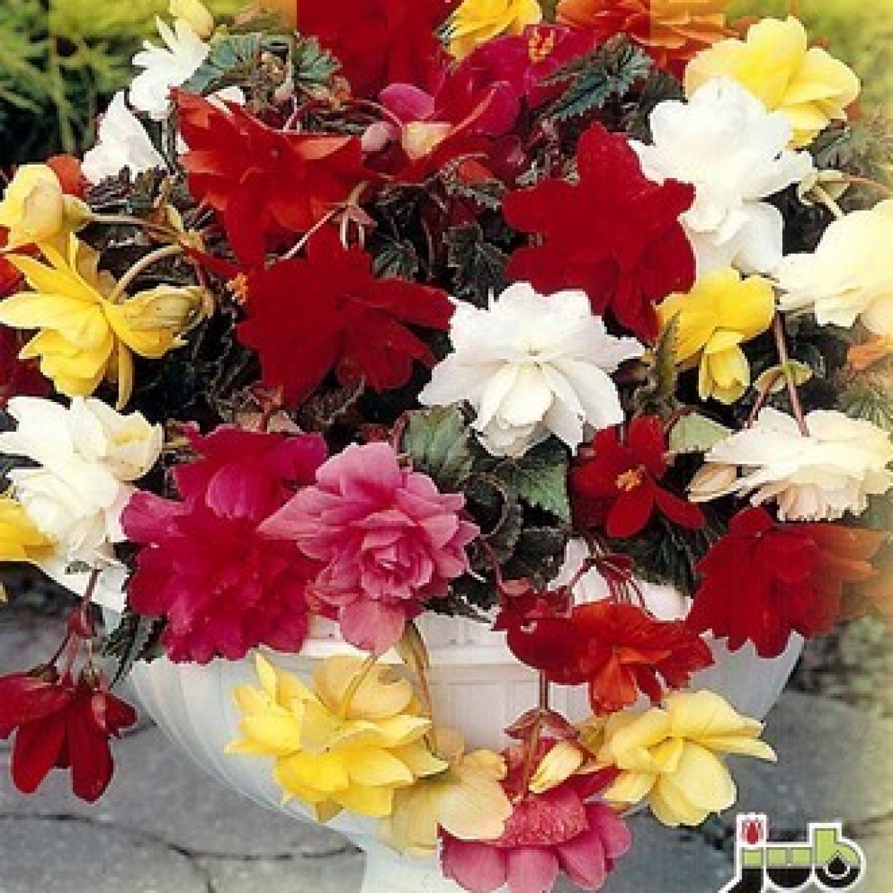704100-begonia-tuberhybrida-flore-pleno-pendula-mix
