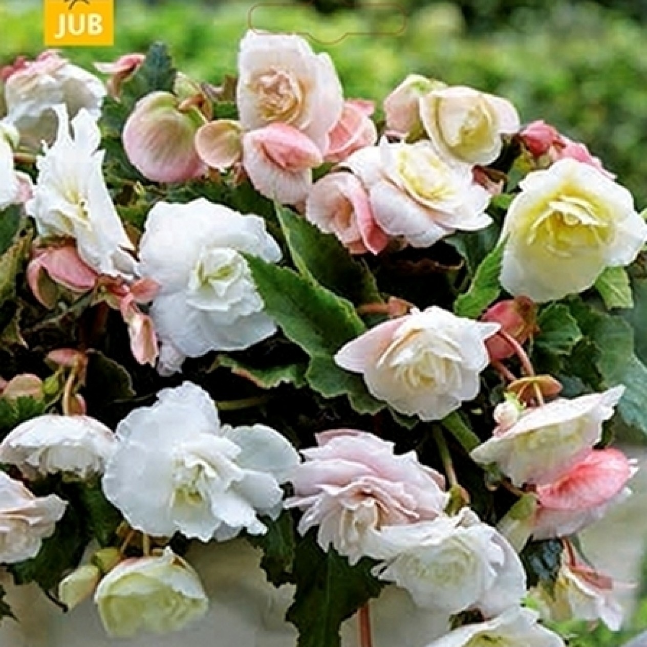 704225-begonia-tuberhybrida-odorosa-white-blush