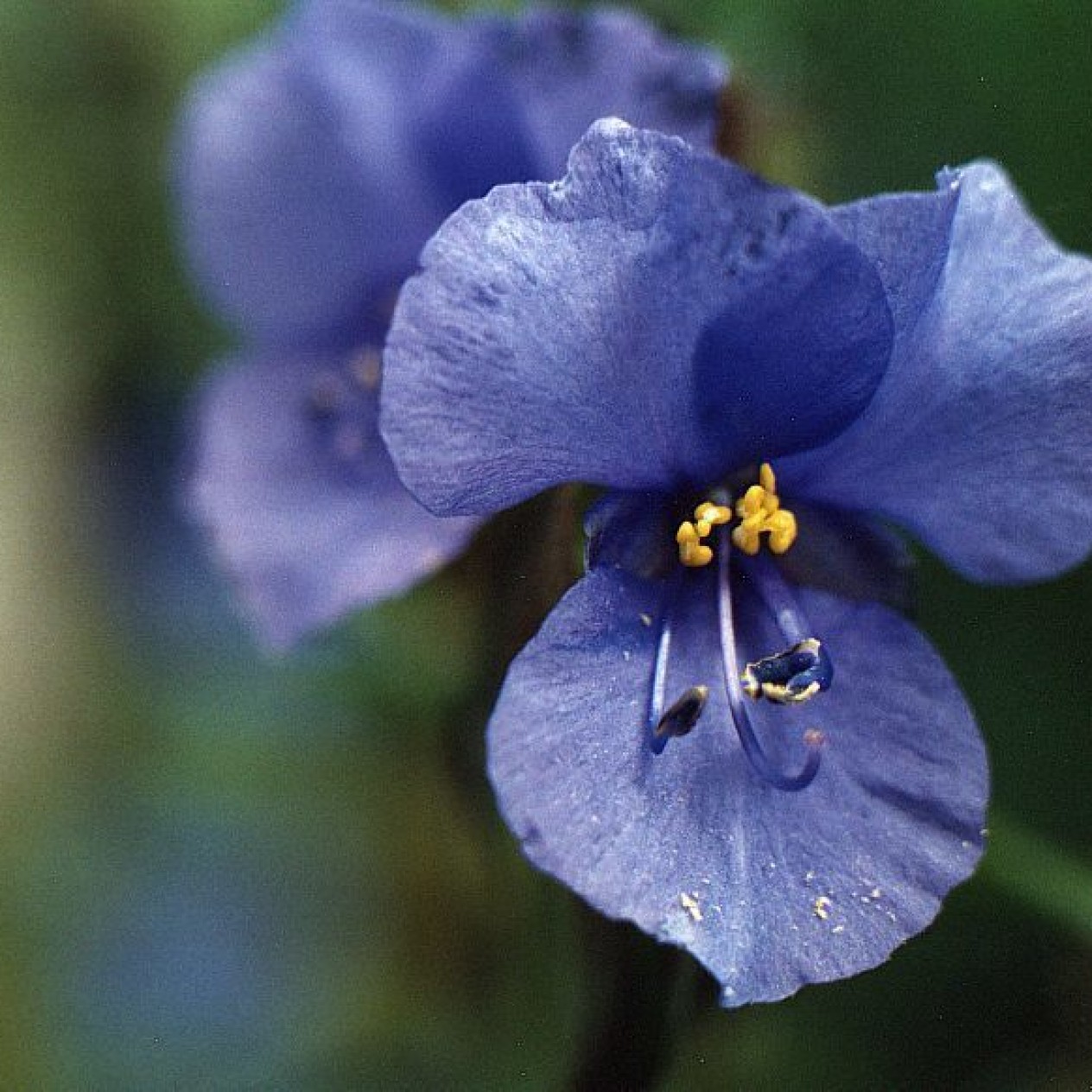 705500-commelina-coelestis