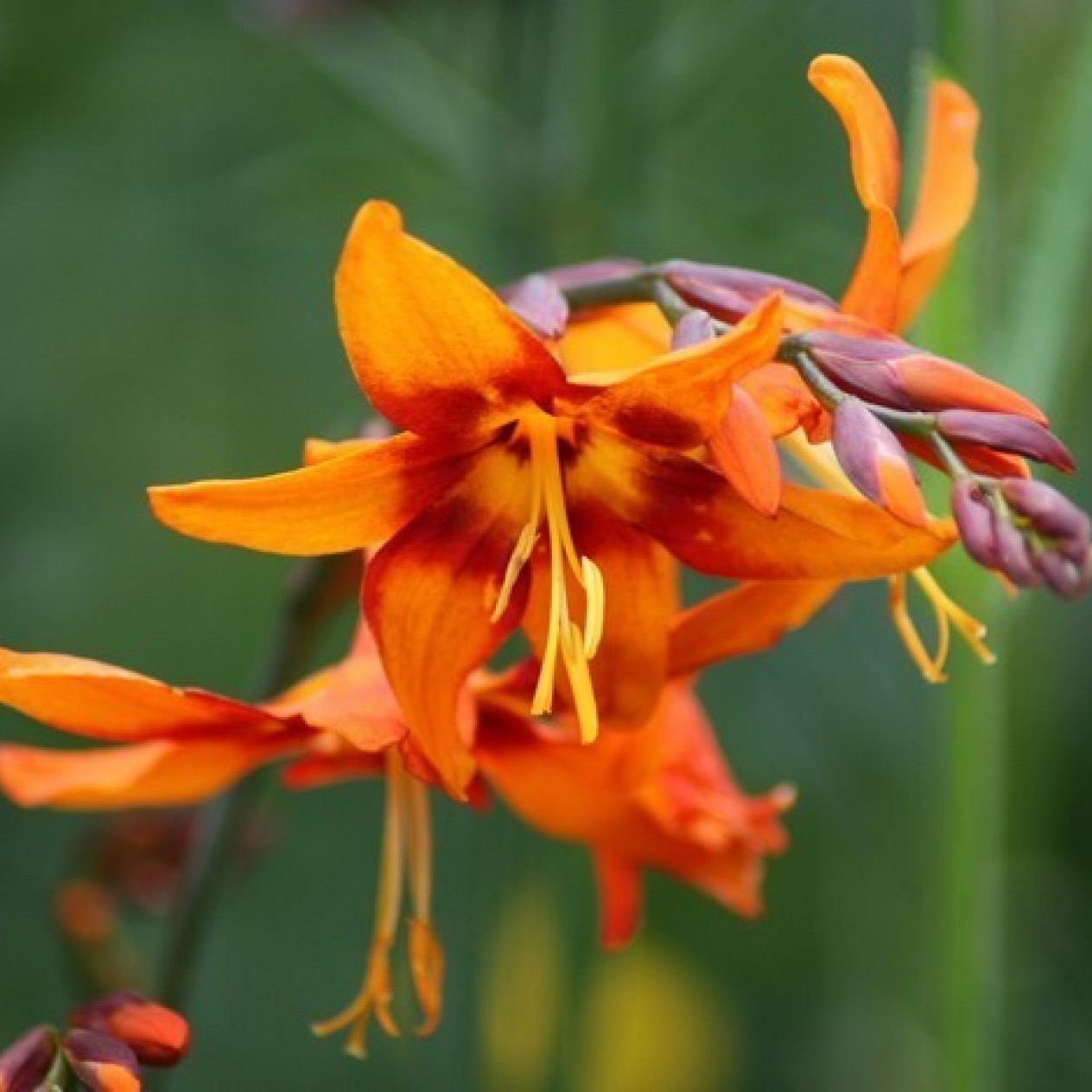 705723-crocosmia-hybrida-emily-mckenzie