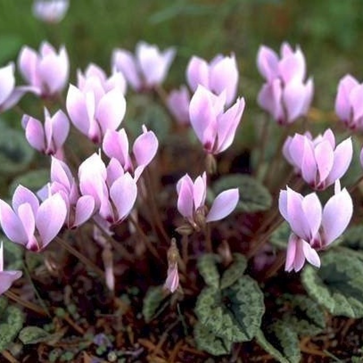 705840-cyclamen-cilicium