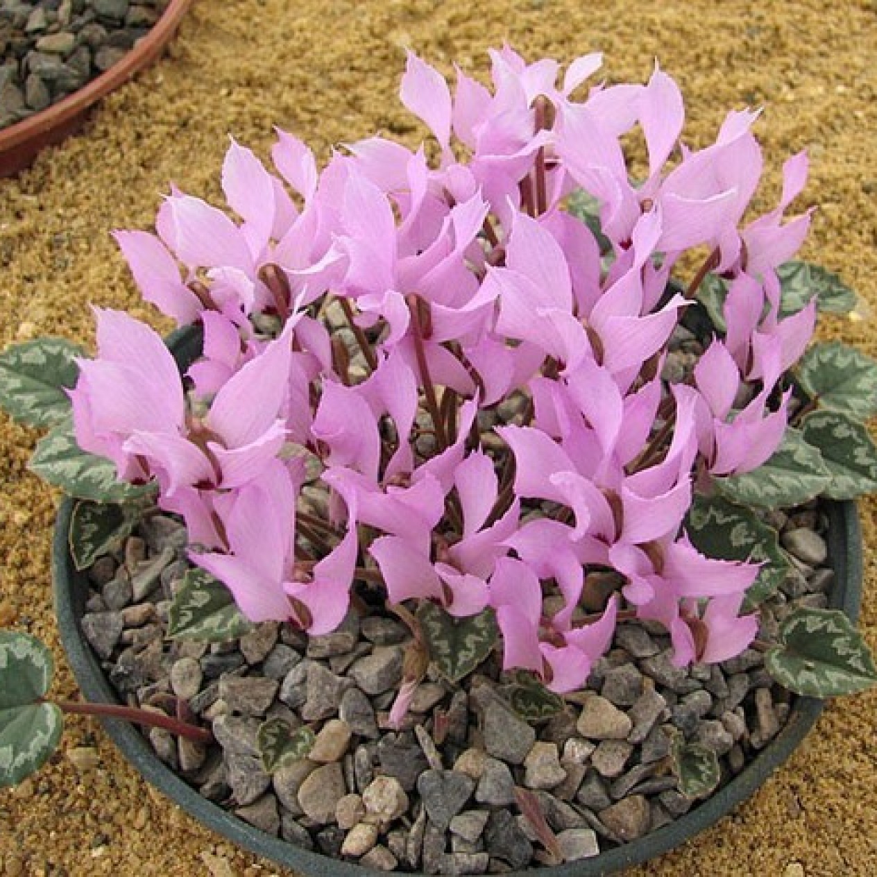 705850-cyclamen-mirabile