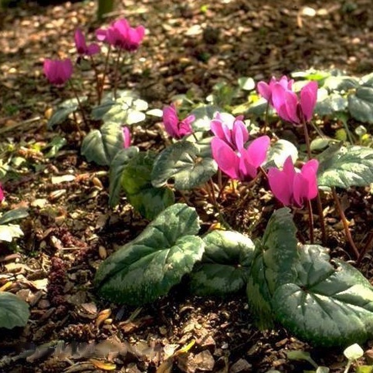 705870-cyclamen-pseudibericum