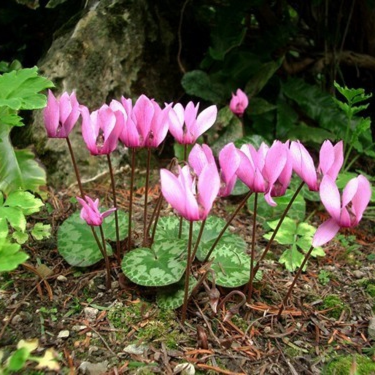 705890-cyclamen-purpurascens