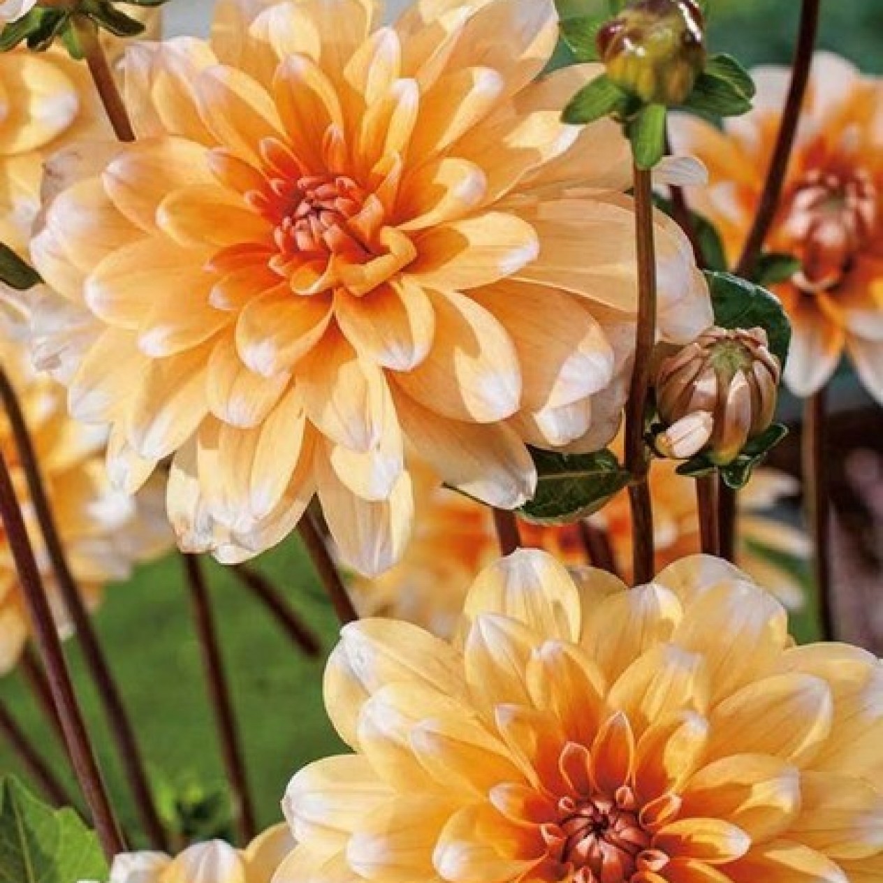 705995-dahlia-apricot-bahama-orange-perception