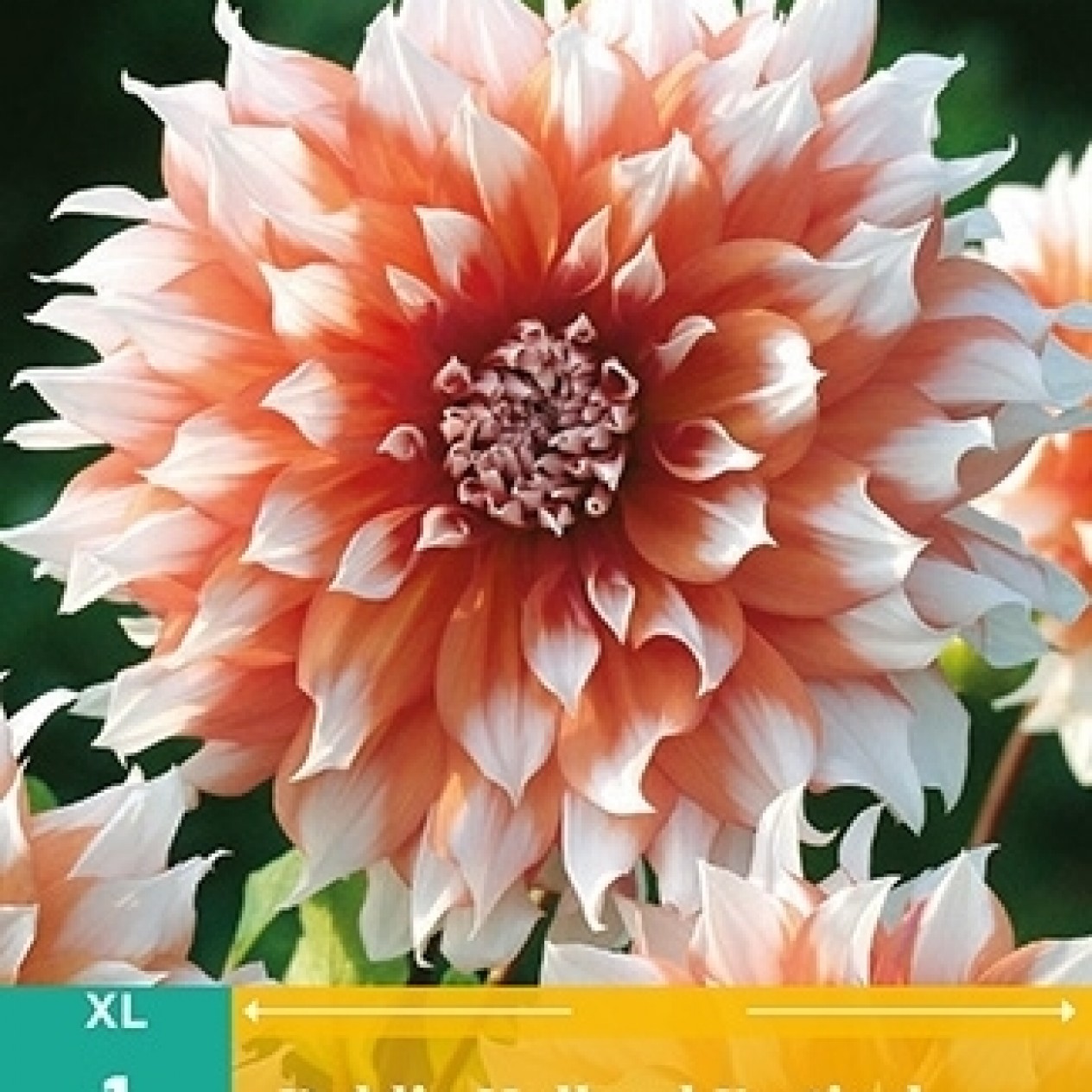 706225-dahlia-holland-festival