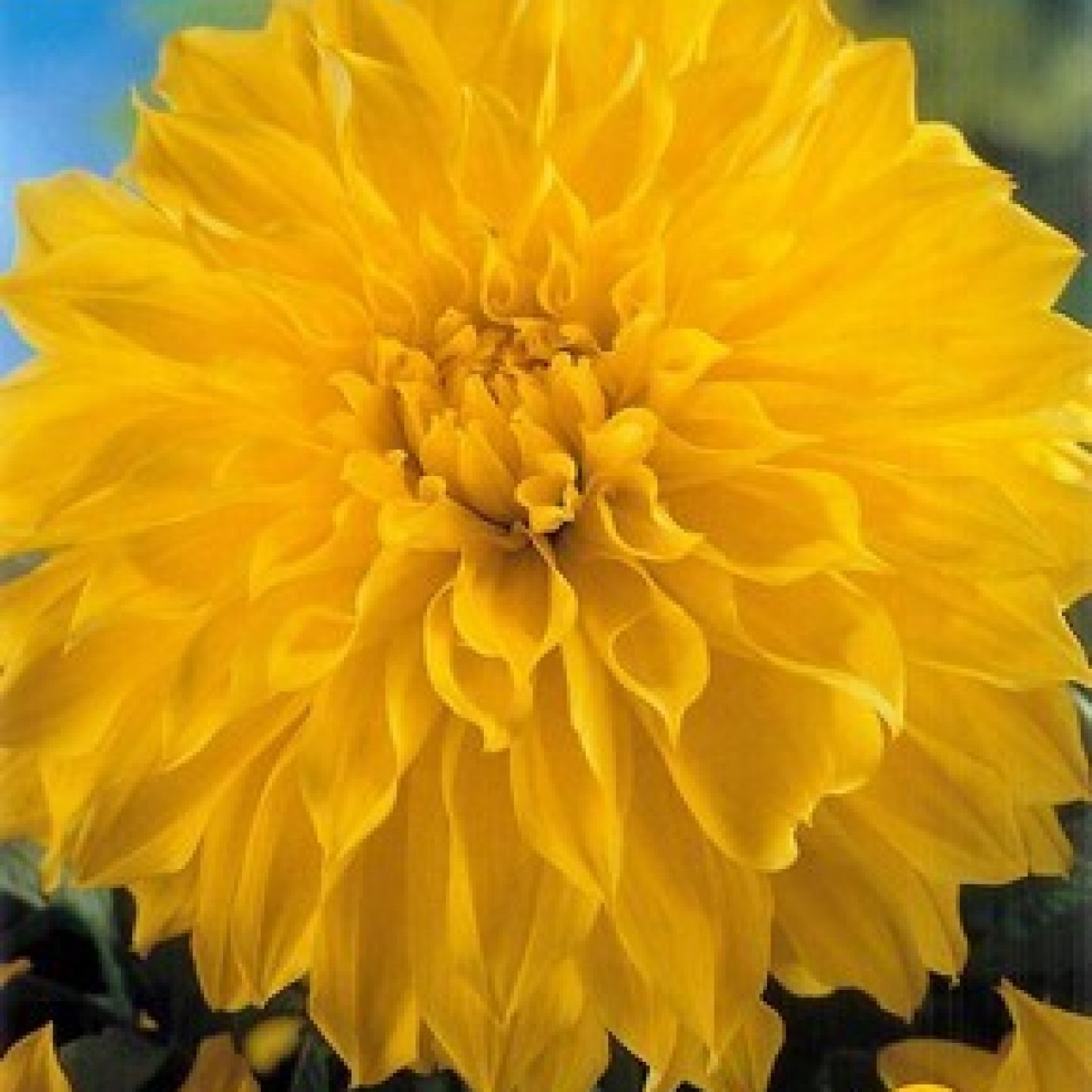 706230-dahlia-kelvin-floodlight